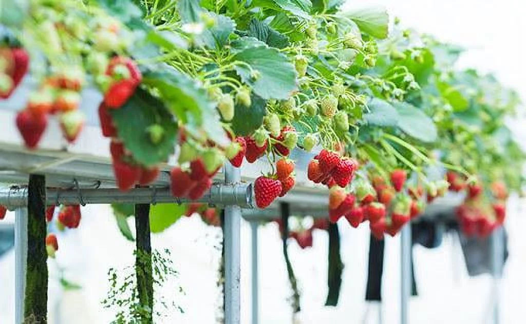 San Andreas Everbearing 100 Live Strawberry Plants, NON GMO,