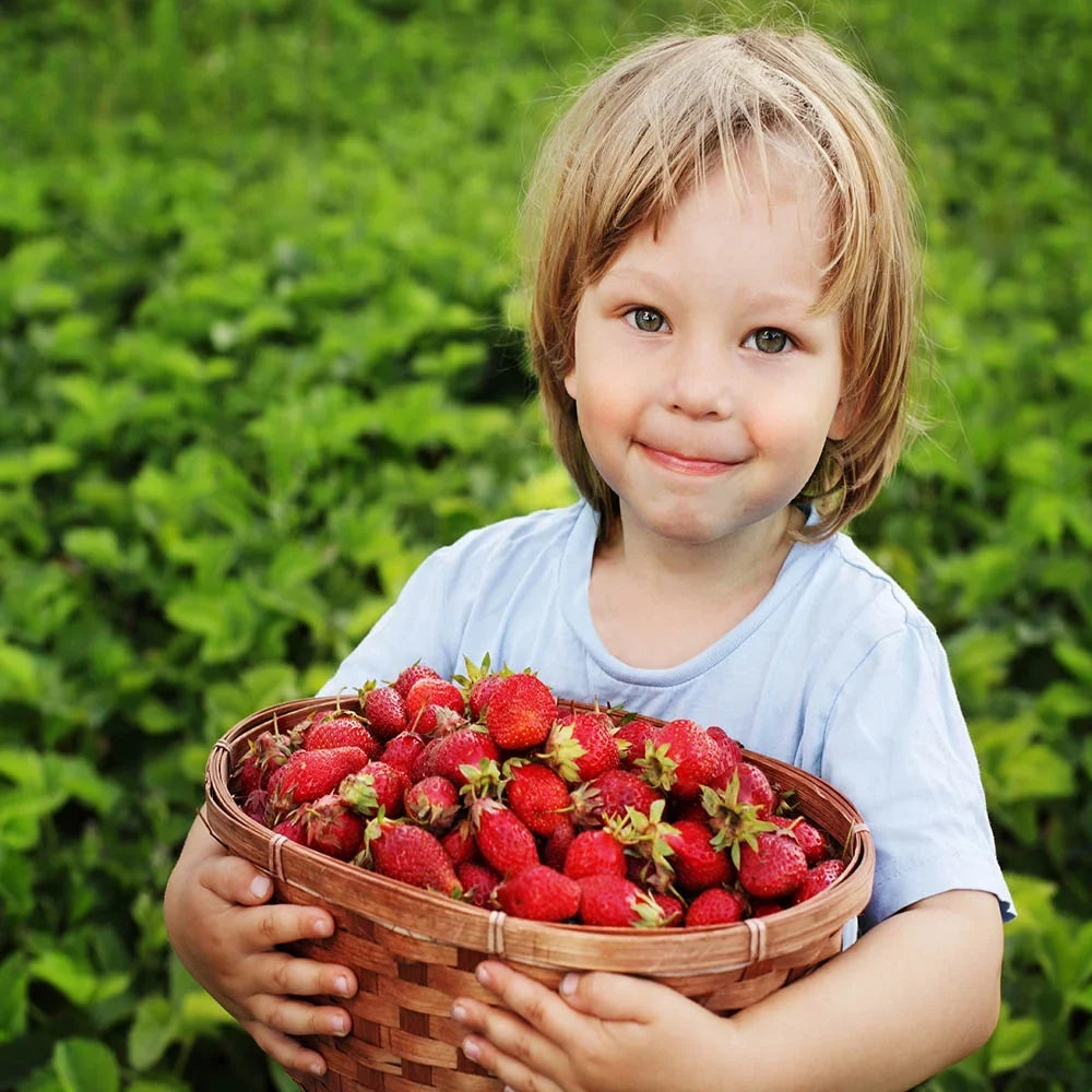 San Andreas Everbearing 100 Live Strawberry Plants, NON GMO,