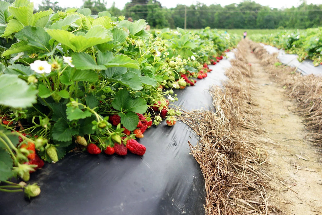 San Andreas Everbearing 100 Live Strawberry Plants, NON GMO,
