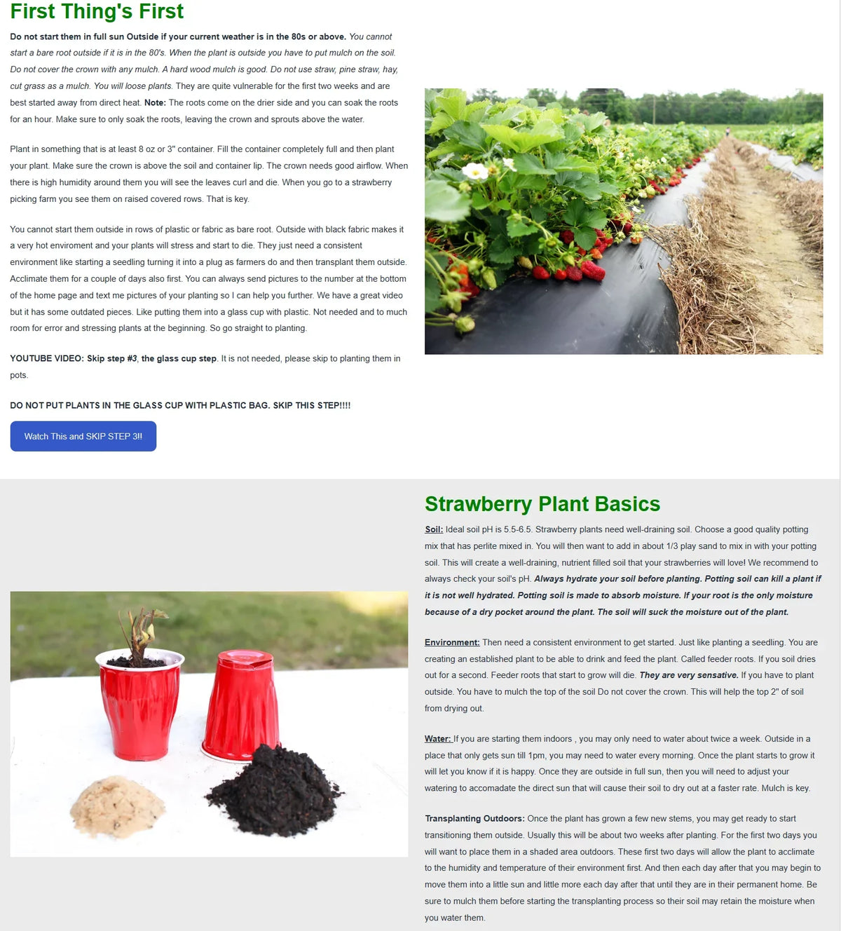 San Andreas Everbearing 100 Live Strawberry Plants, NON GMO,