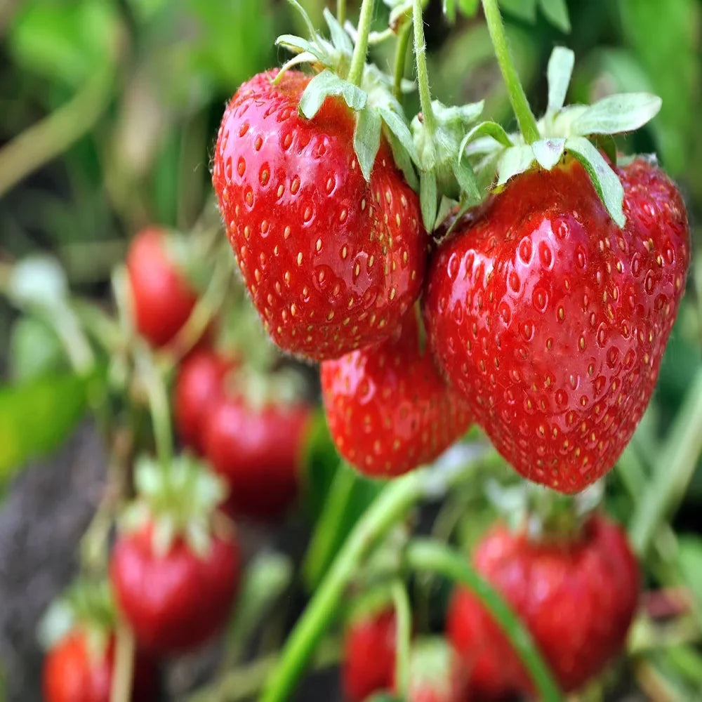San Andreas Everbearing 100 Live Strawberry Plants, NON GMO,